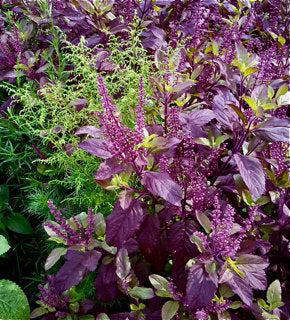 Black Tulsi Medicinal Live Plant