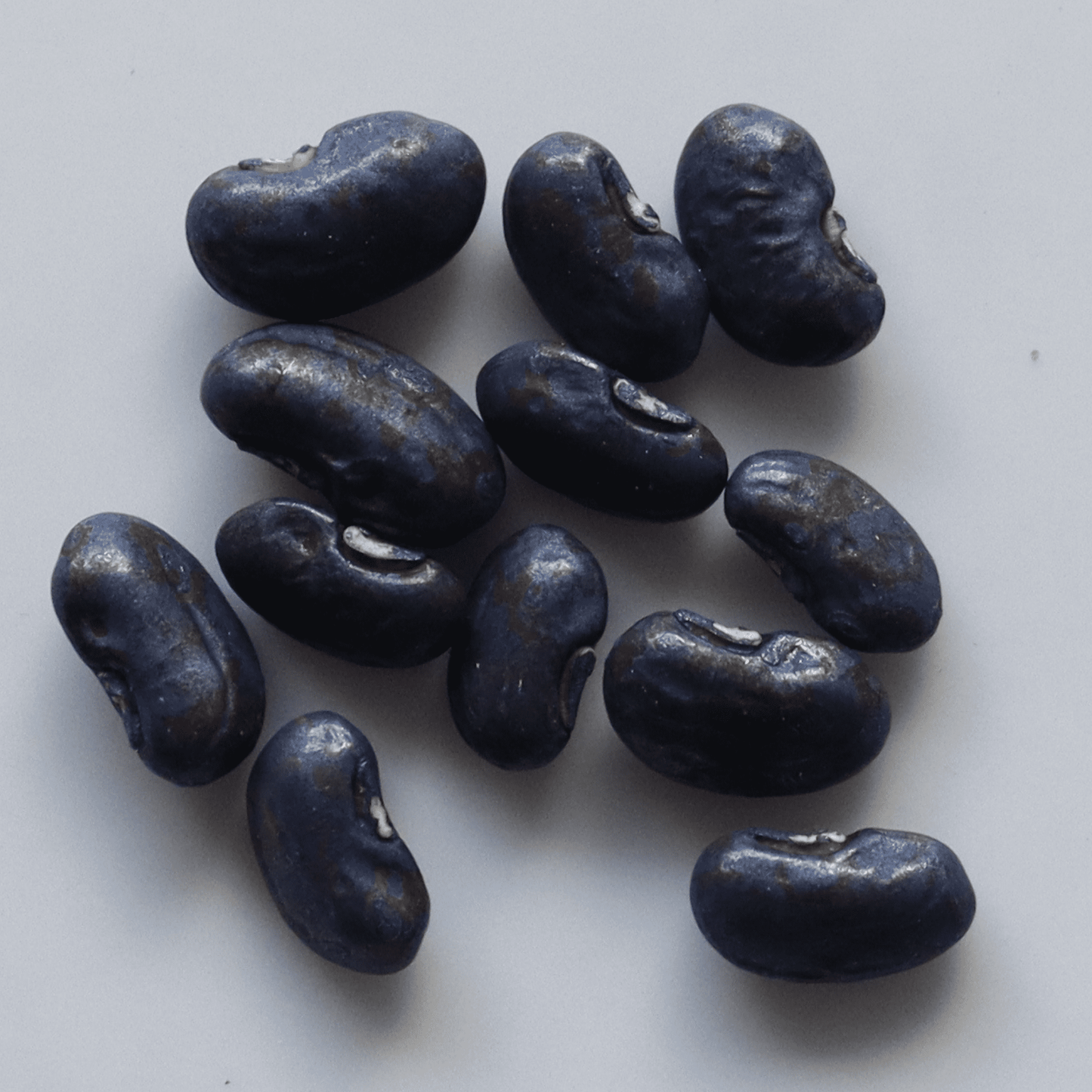 Organic Yard Long Beans Seeds - Open Pollinated