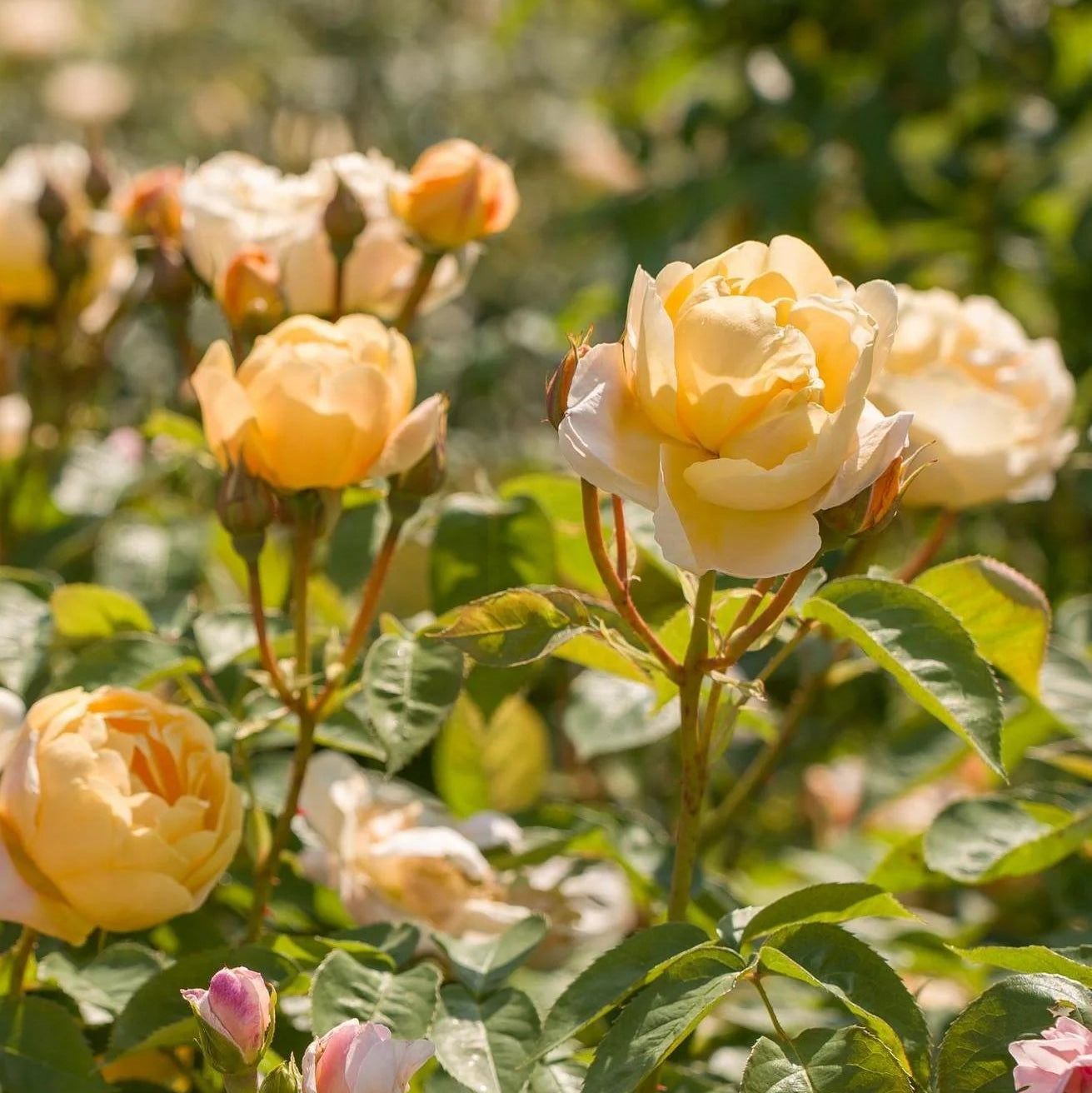 Bees Plant Hub 7 Days Rose Live Plant - Yellow