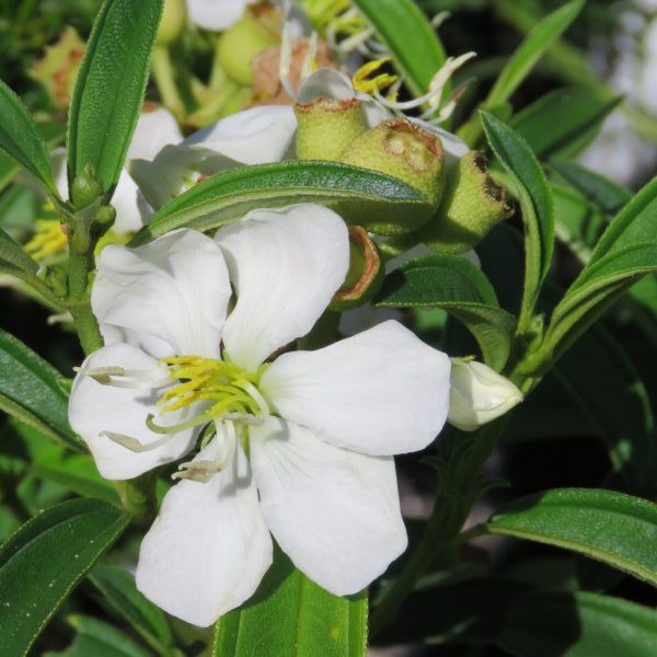 White Melastoma Flowering Live Plant