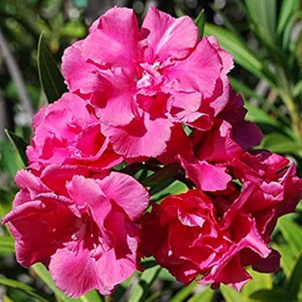 Bees Plant Hub Arali Pink Multi Petal (Nerium oleander) Rare All Time Flowering Live Plant