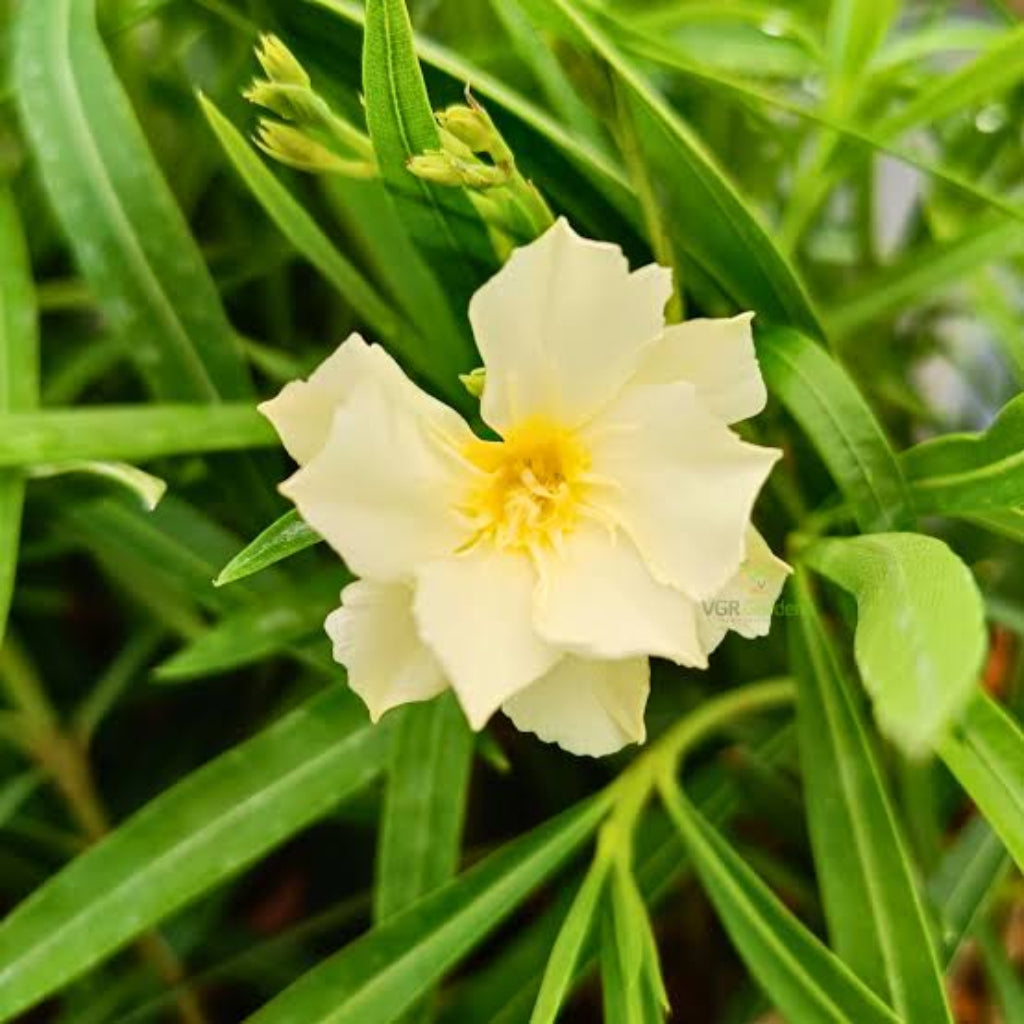Bees Plant Hub Arali Sandal Multi Petal (Nerium oleander) Rare All Time Flowering Live Plant