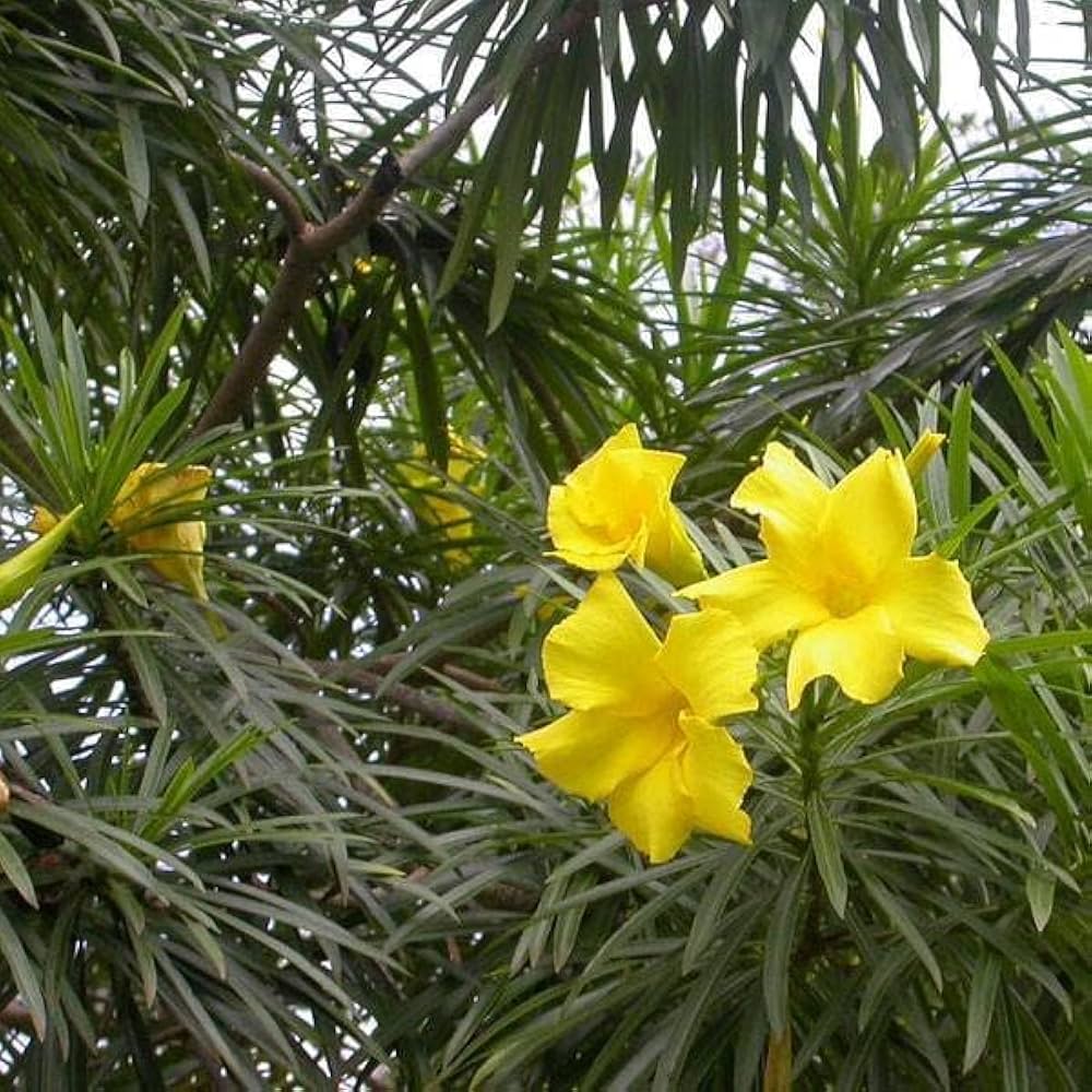 Bees Plant Hub Arali Yellow Single Petal (Nerium oleander) All Time Flowering Live Plant