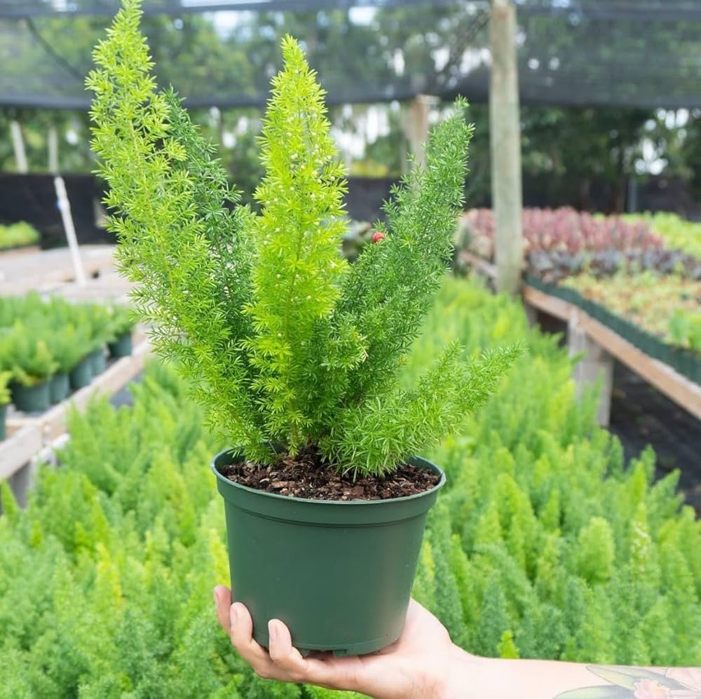 Bees Plant Hub Asparagus Meyeri Live Plant