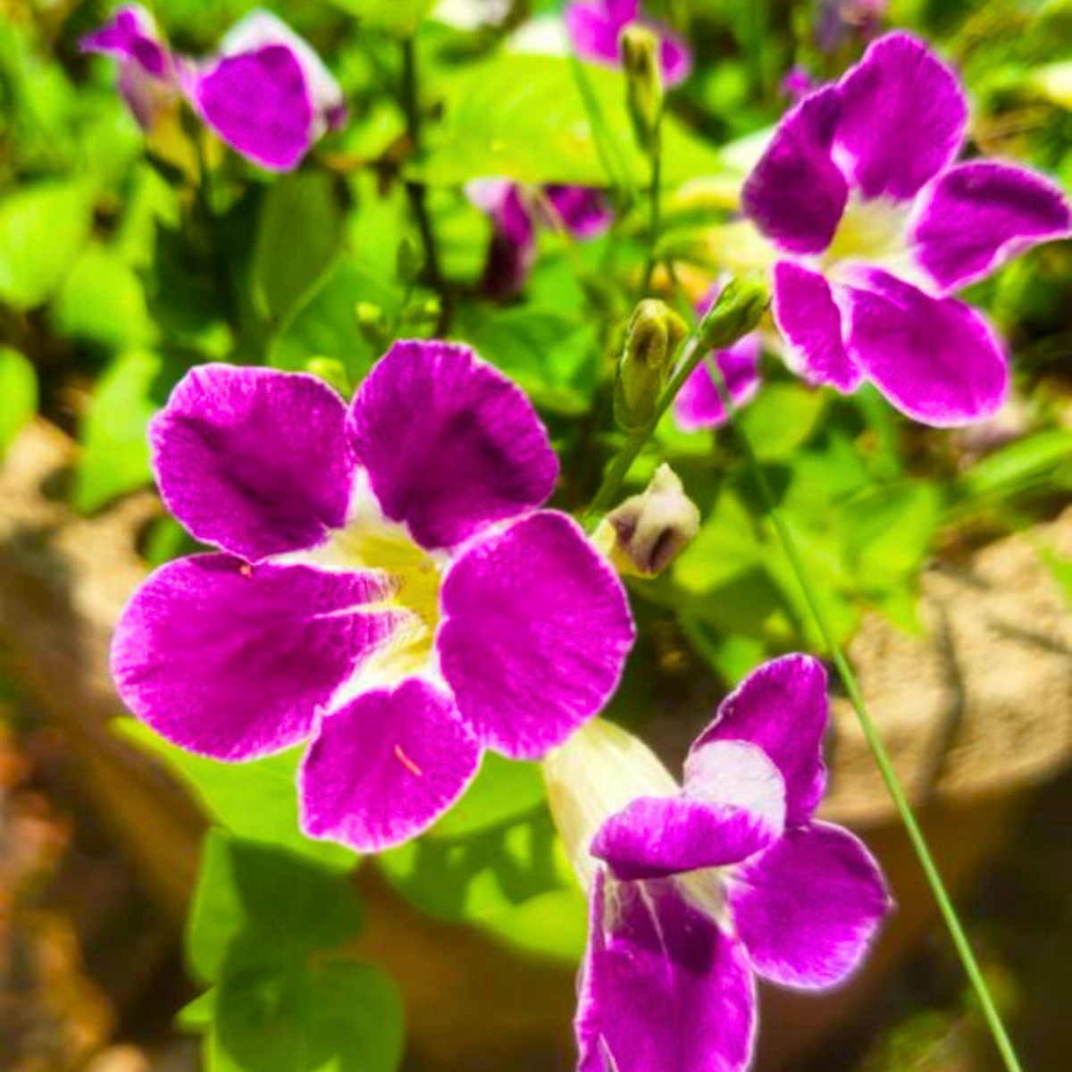 Bees Plant Hub Asystasia (Asystasia gangetica) Flowering Live Plant