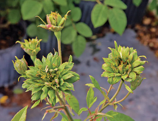 Bees Plant Hub Green Rose Flowering Grafted Live Plant