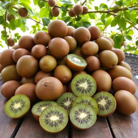 Bees Plant Hub Kiwi Fruit (Actinidia deliciosa) Live Plant