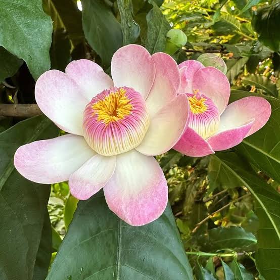 Bees Plant Hub Heaven Lotus (Gustavia Gracillima) Live Plant