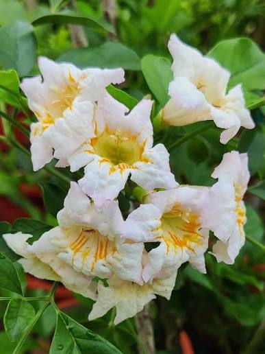 Bees Plant Hub Tecoma White Flowering Live Plant