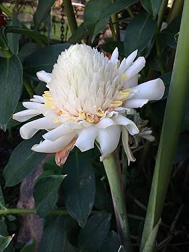 Bees Plant Hub Torch Ginger Live Plants (Pack of 3) Red, Pink and White