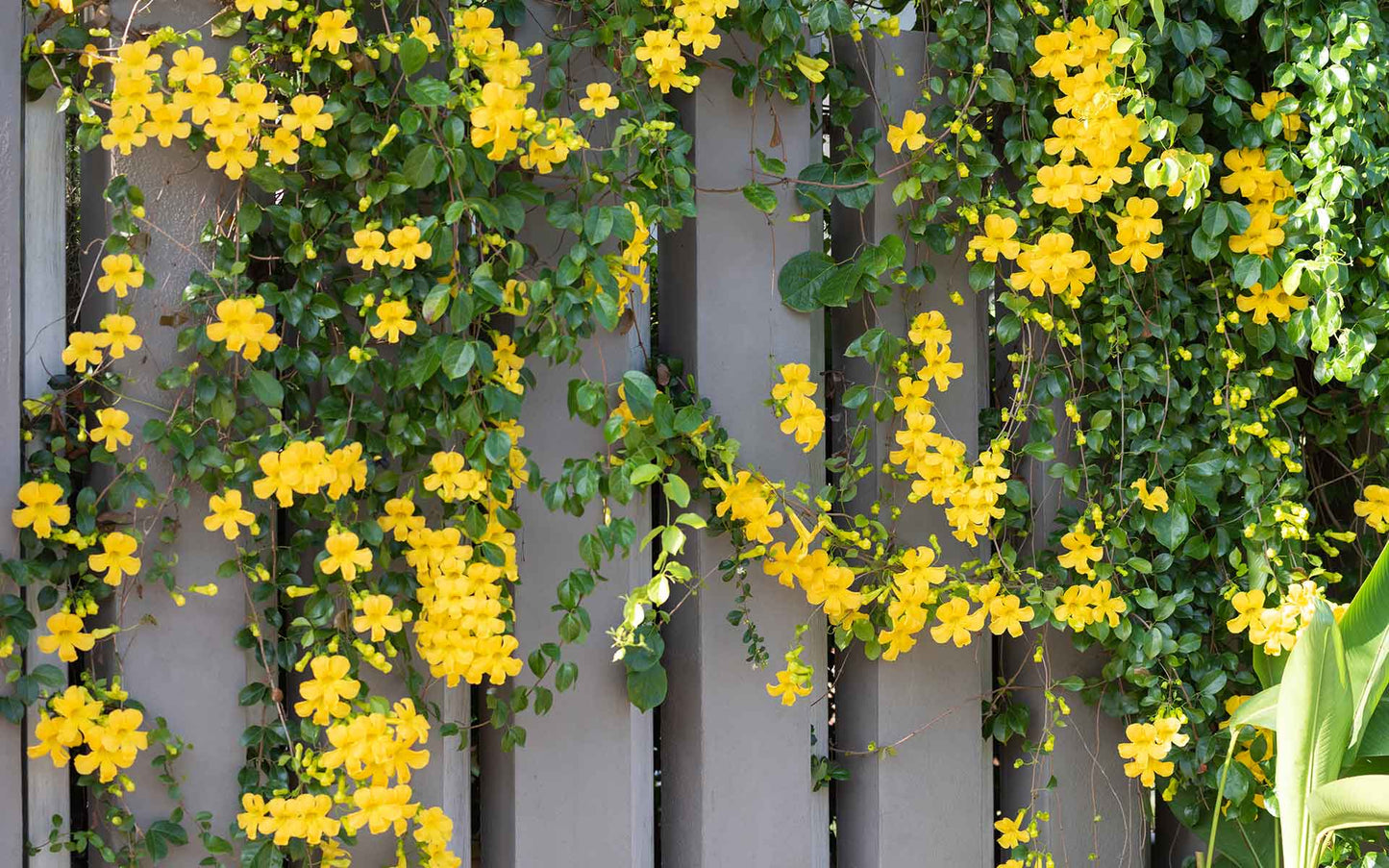 Bees Plant Hub Cat's Claw Climbing and Creeping Flowering Plant