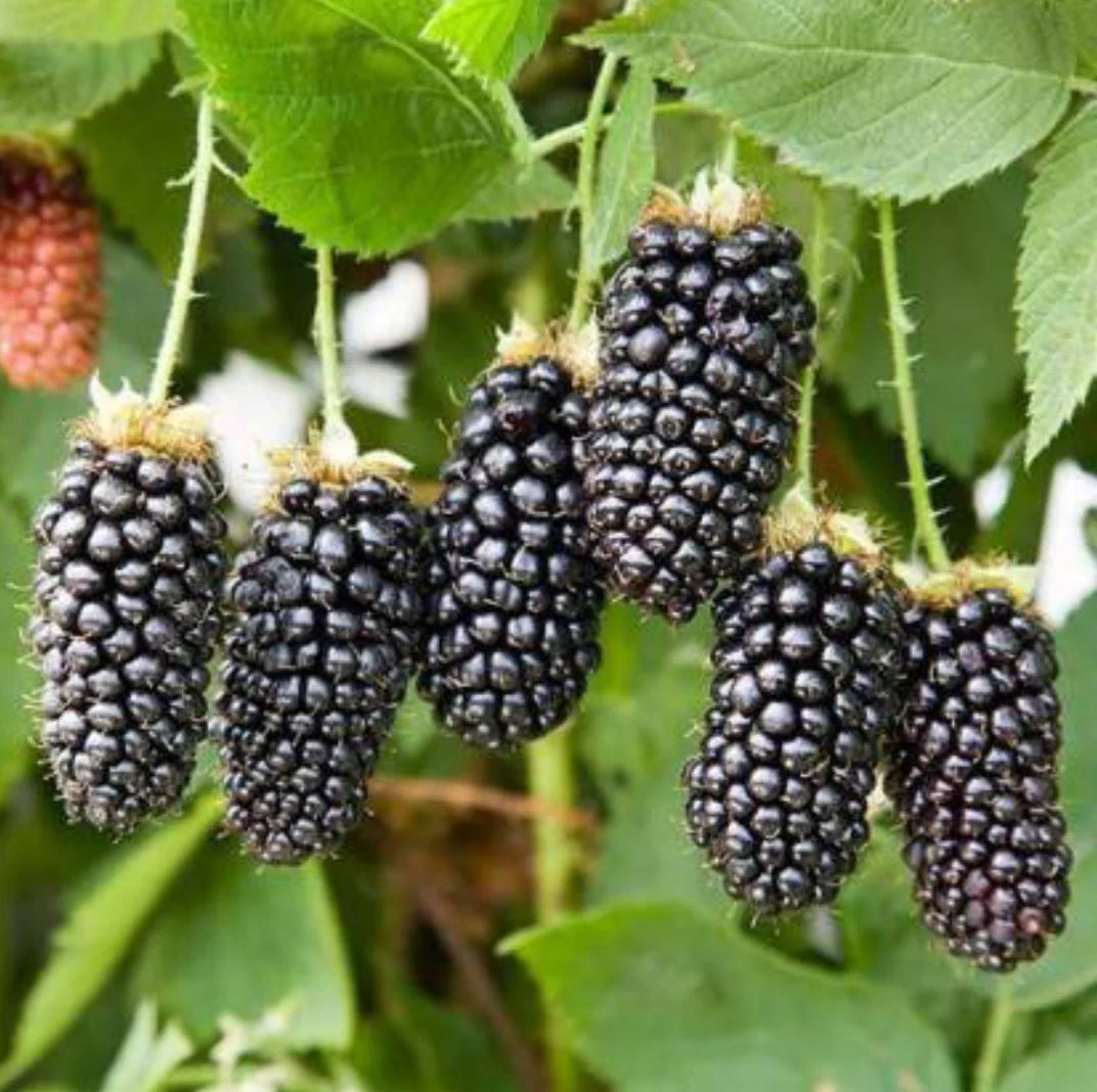 Bees Plant Hub Black Berry Fruit Live Plant (Rubus fruticosus)