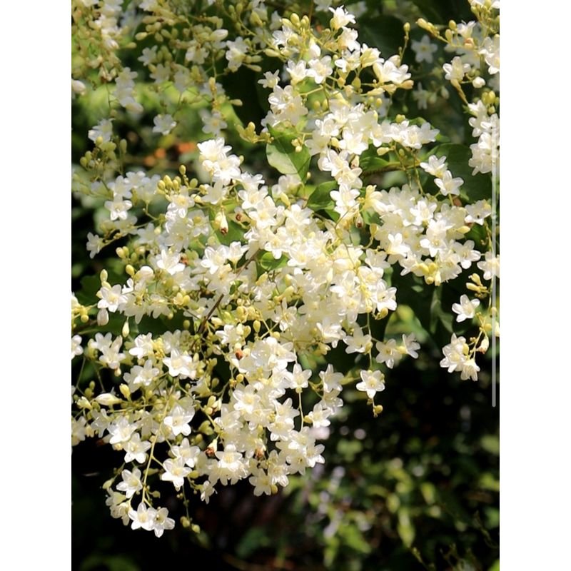 Bees Plant Hub Porana Paniculata (Manimulla) Layered Live Plant