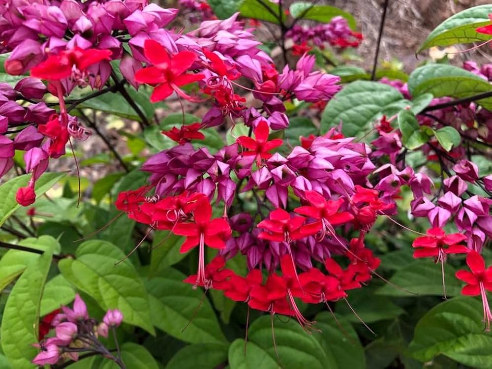 Bees Plant Hub Bleeding-Heart Vine Red (Clerodendrum Thomsoniae) Flowering Live Plant