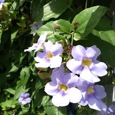Bees Plant Hub Blue Trumpet Vine (Thunbergia grandiflora) All Time Flowering Live Plant