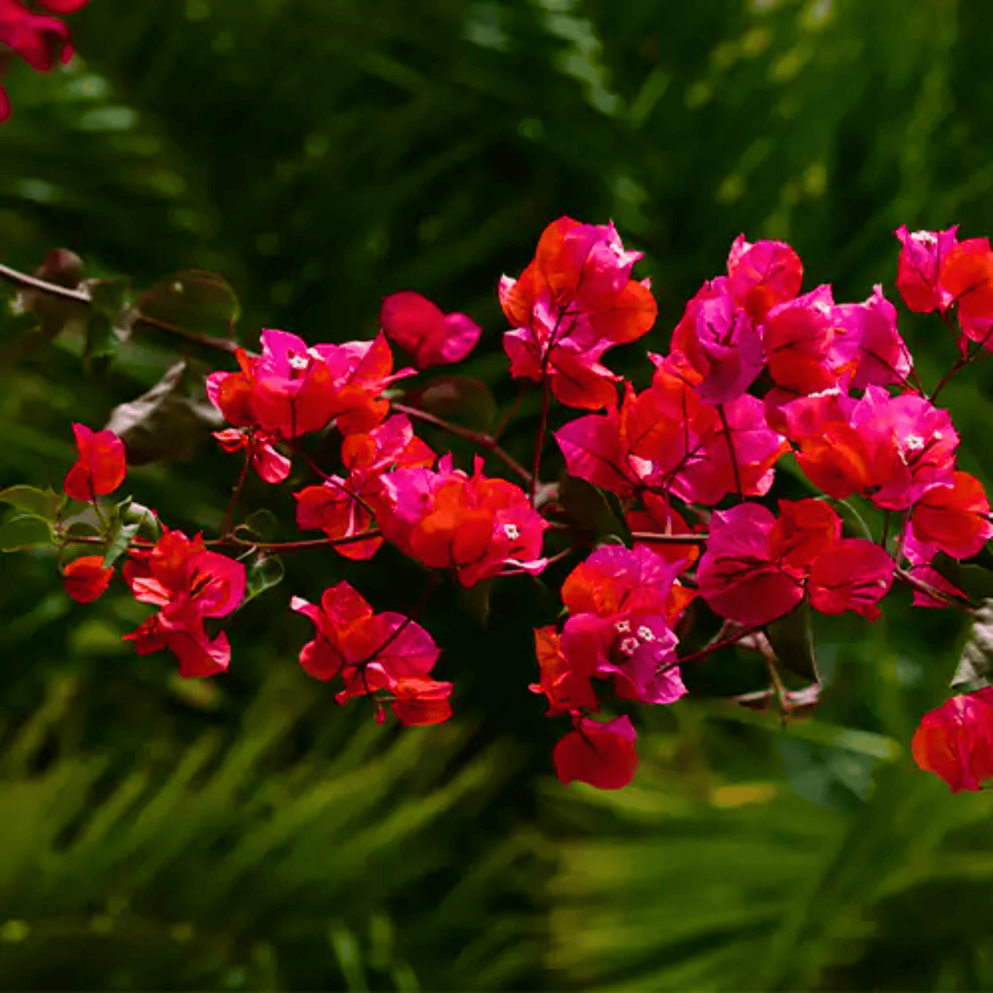 Variegated Bougainvillea Red (Paper Flower) Leaves Flowering Live Plant