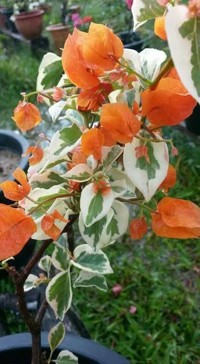 Bees Plant Hub Bougainvillea Variegated with Orange Flowers Rare Flowering Live Plant