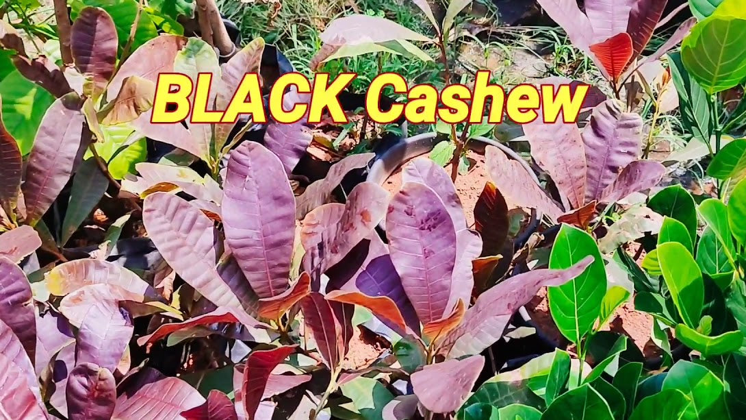 Black Cashew Nut / Kaju Plant (Anacardium occidentale) rare Fruit Live Plant