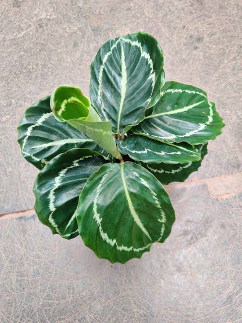 Bees Plant Hub Calathea Green Lipstick Live Plant
