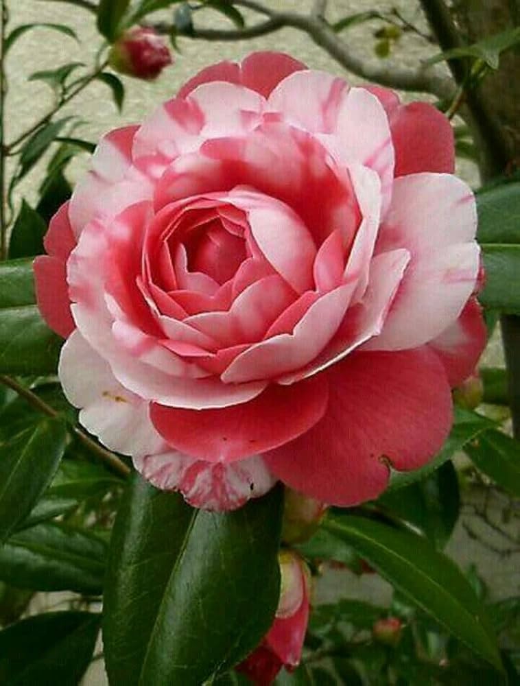 Bees Plant Hub Camellia Multi Colour (Tree Rose) Rare All Time Flowering Live Plant