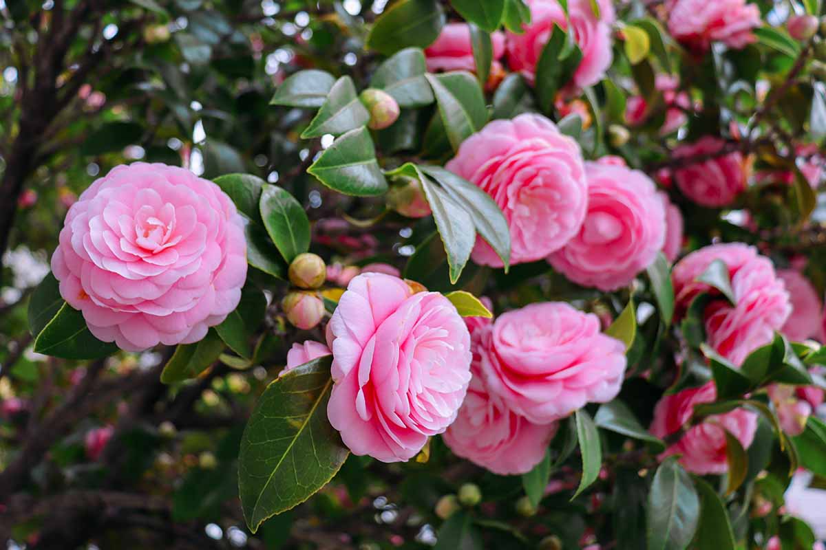 Bees Plant Hub Camellia Pink (Tree Rose) Rare All Time Flowering Live Plant