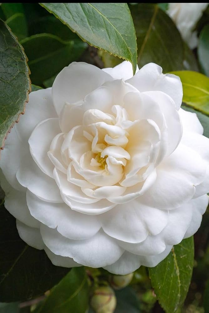 Bees Plant Hub Camellia White (Tree Rose) Rare All Time Flowering Live Plant