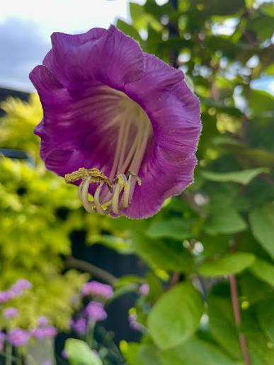 Bees Plant Hub Cobaea Scandens (Cup and Saucer Vine) Flowering Creeper Rare Live Plant