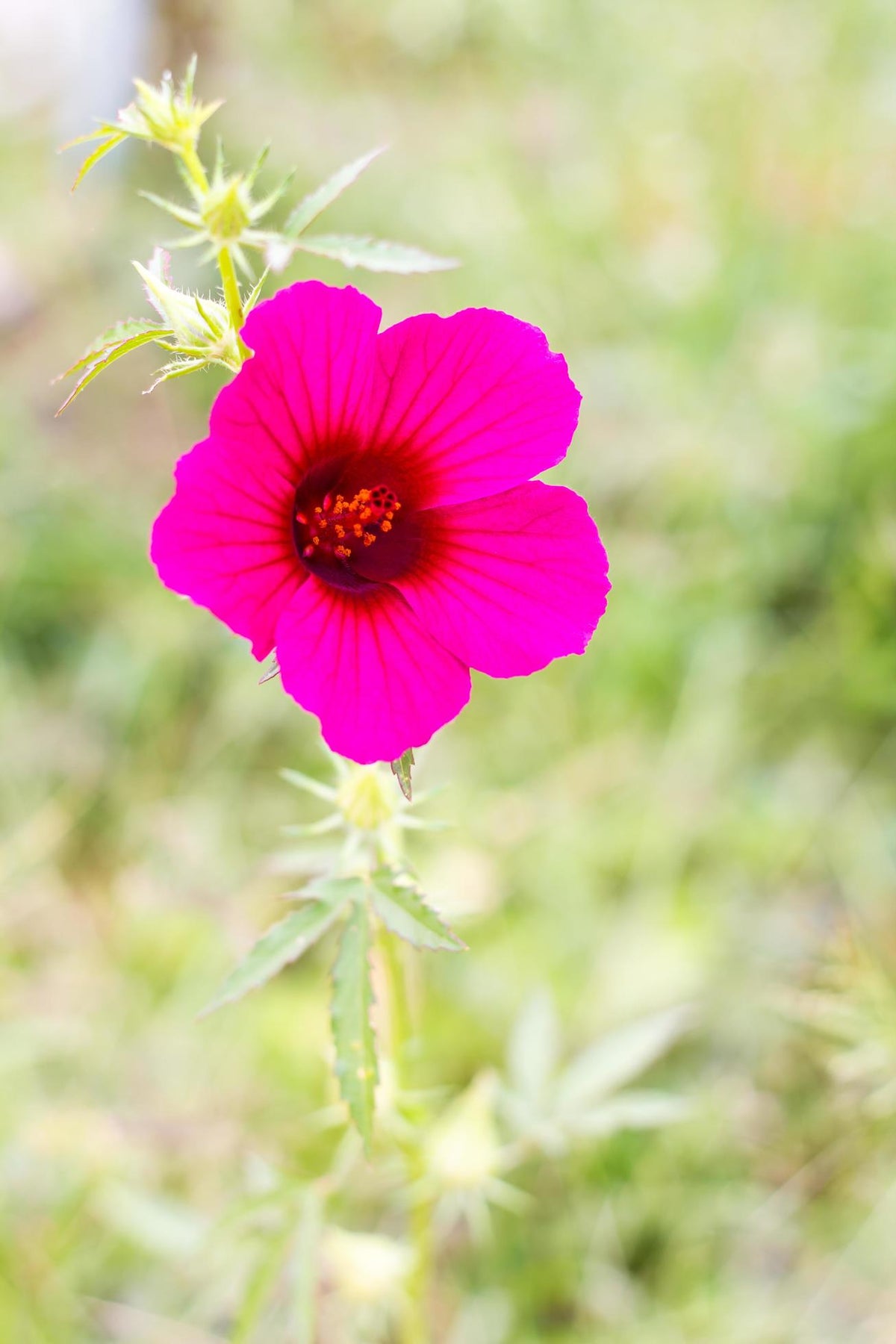 Bees Plant Hub Cranberry hibiscus Pink Flowering Live Plant