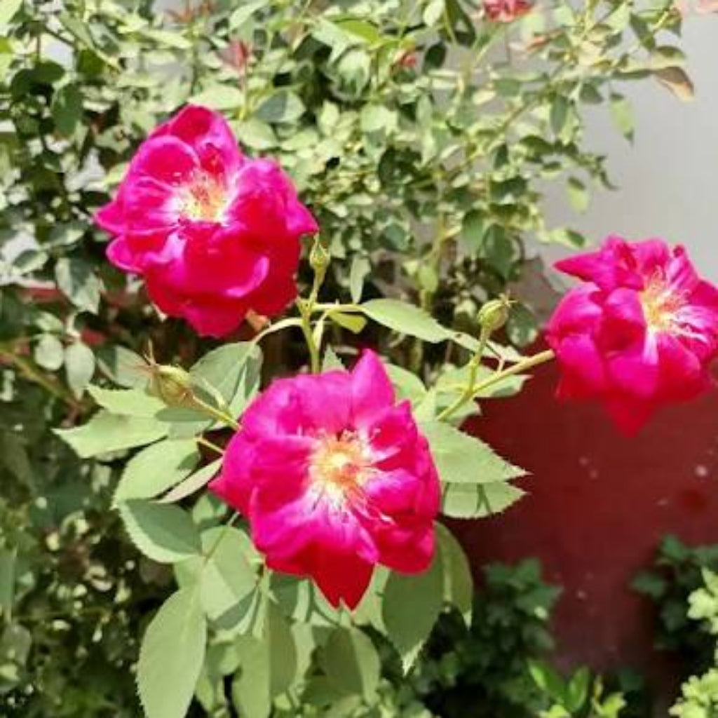 Bees Plant Hub Creeper Rose Single Petal Rare Flowering Live Plant