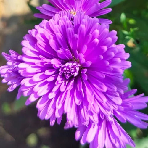 Bees Plant Hub Daisy Purple All Time Flowering Live Plant