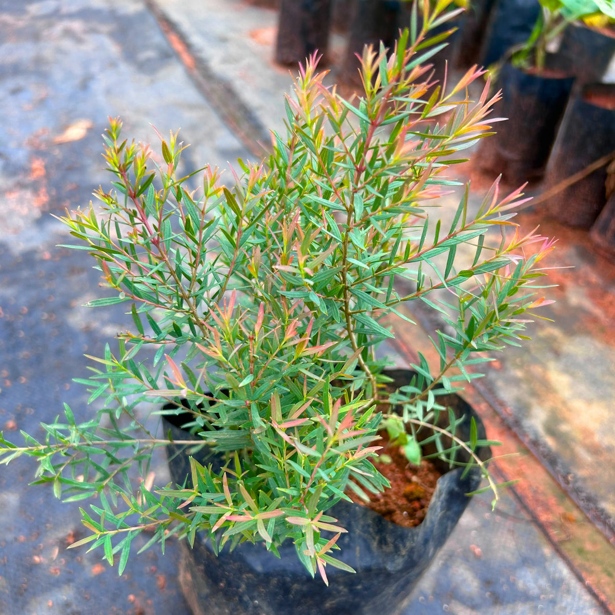 Bees Plant Hub Devadaru Green (Cedrus deodara) Indoor / Outdoor Live Plant