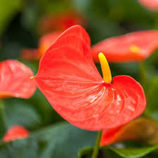 Bees Plant Hub Dwarf Anthurium Madhural Red Orange Indoor/Outdoor Live Plant