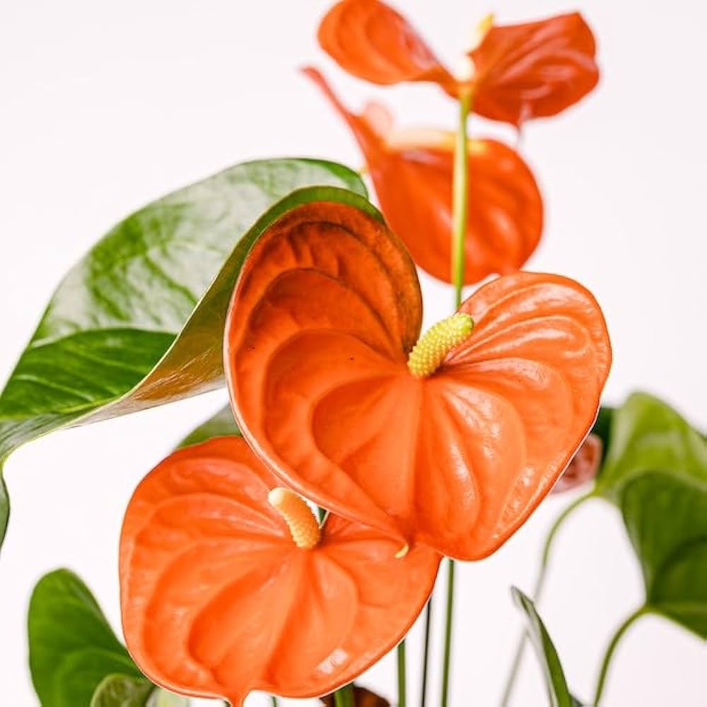 Bees Plant Hub Dwarf Anthurium Orange Champion Indoor/Outdoor Live Plant