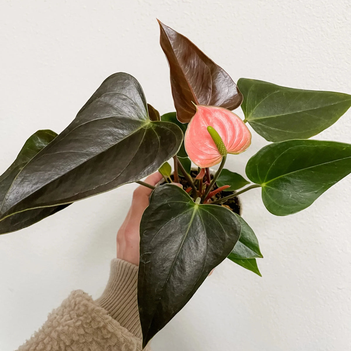Bees Plant Hub Dwarf Anthurium Rainbow Champion Indoor/Outdoor Live Plant