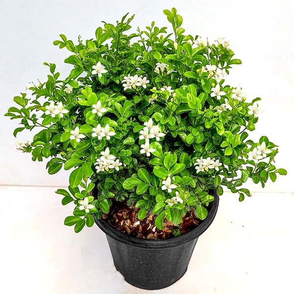 Bees Plant Hub Dwarf Kamini (Murraya Paniculata) Highly Fragrant Rare Flowering Live Plant