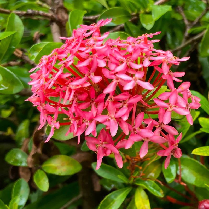 Bees Plant Hub Dwarf Ixora Pink All Time Flowering Live Plant