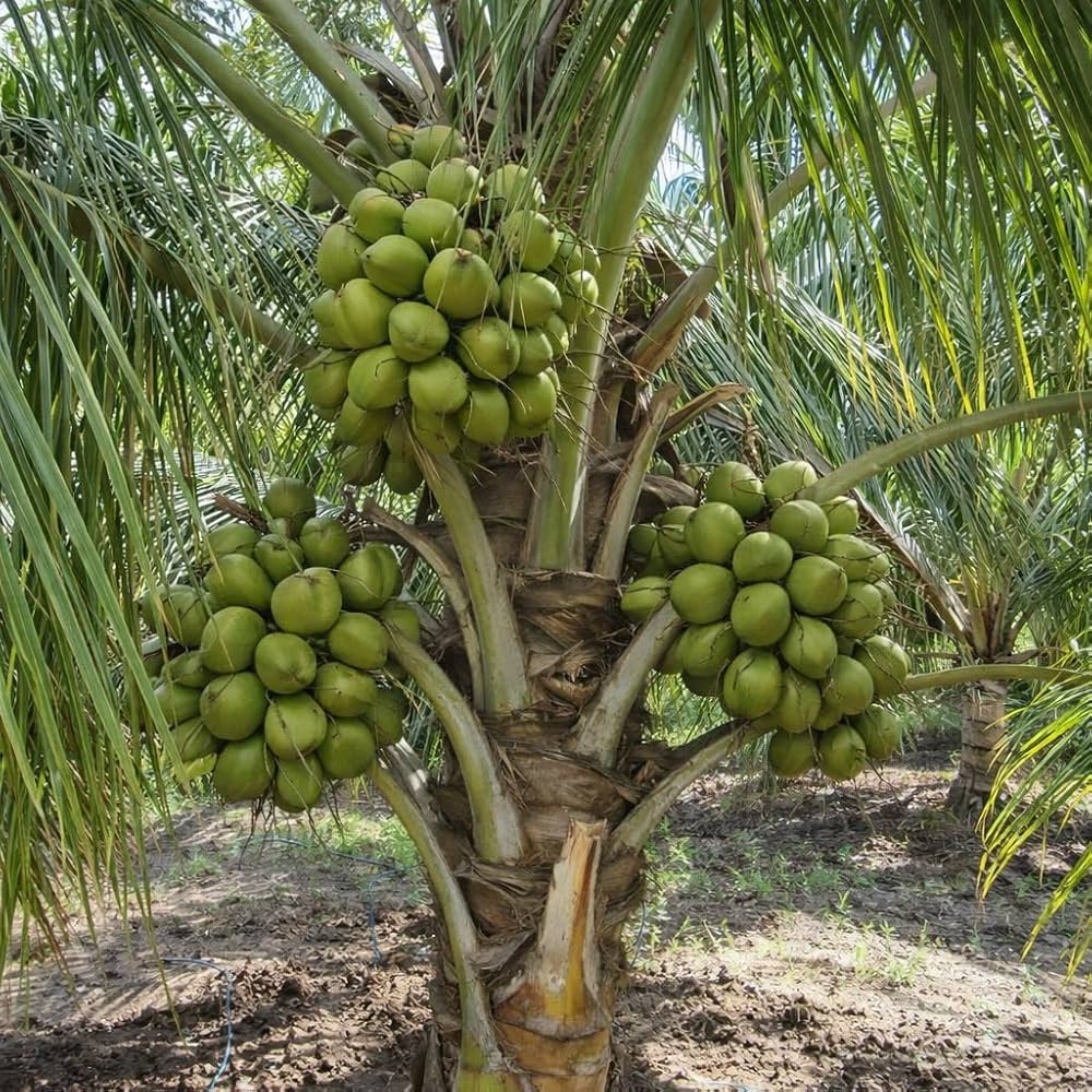 Bees Plant Hub Dwarf x Tall (D x T) Coconut Tree Plant
