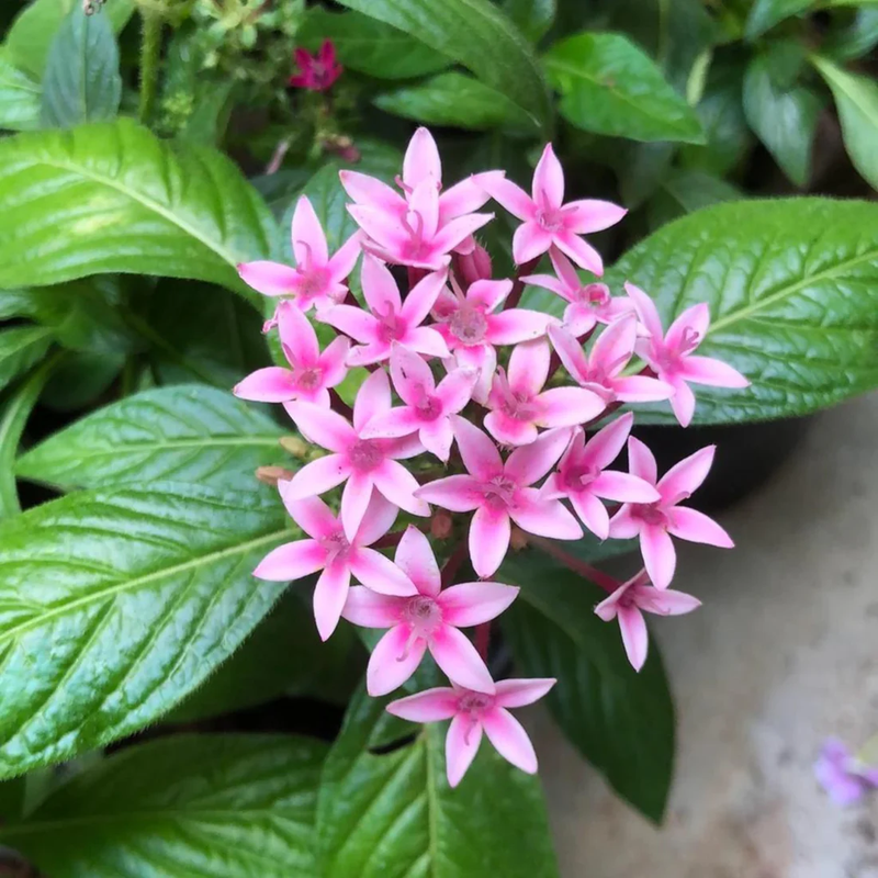 Bees Plant Hub Egyptian Star-Cluster (Pentas lanceolata) Flowering Live Plant