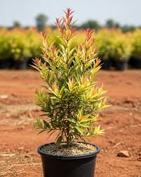 Eugenia Variegated Live Plant
