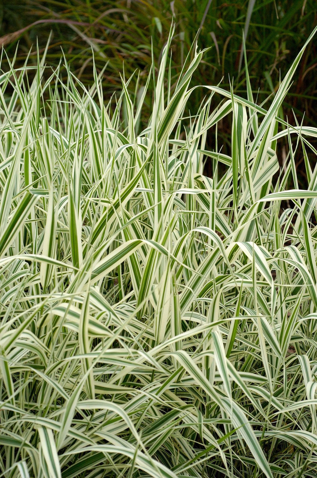 Bees Plant Hub Fountain Grass Variegated (Pennisetum setaceum) Ornamental Live Plant