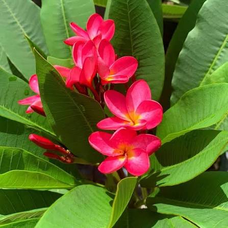 Bees Plant Hub Frangipani (Plumeria rubra) Red All Time Flowering Live Plant