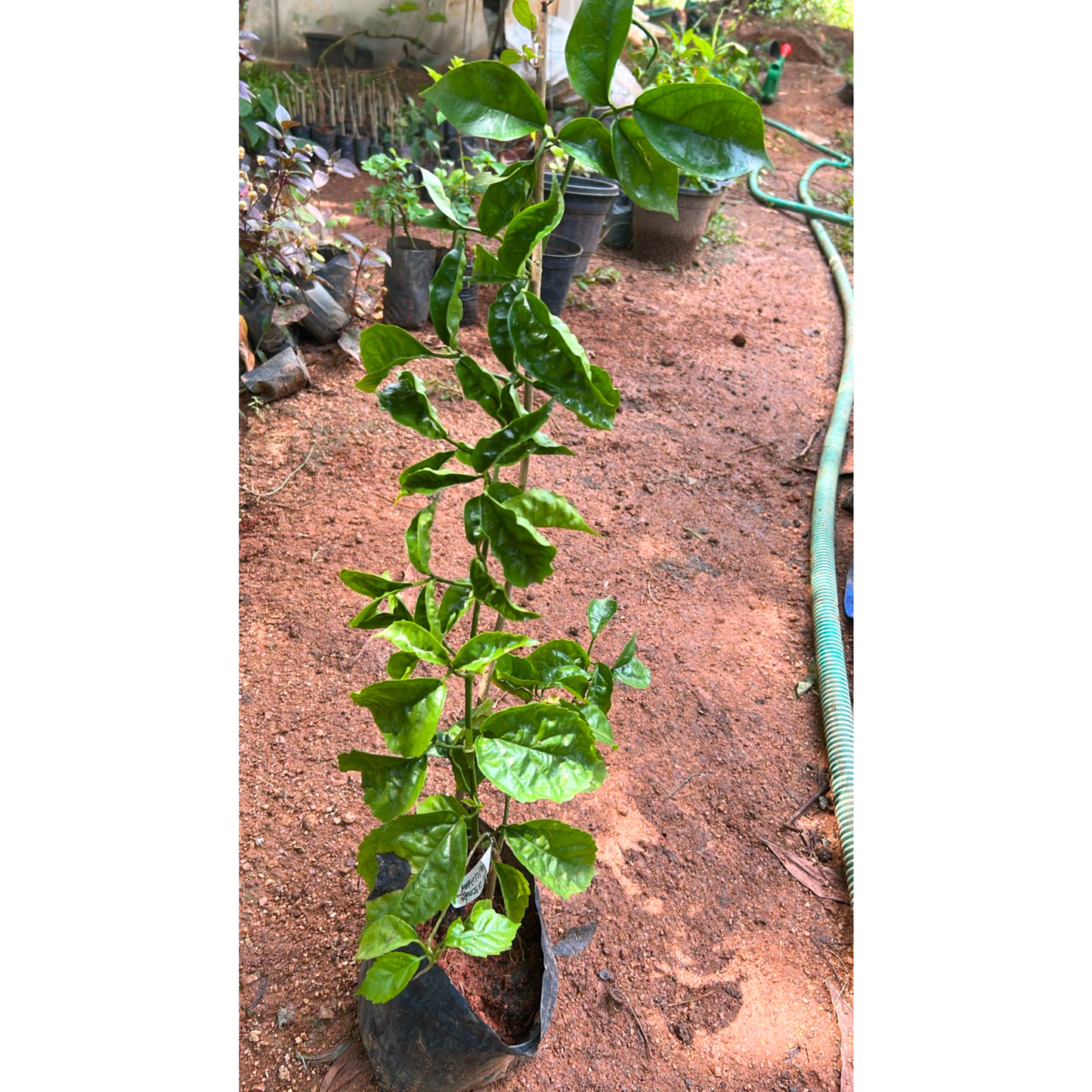 Bees Plant Hub Golden Cascade Creeper/Climber Flowering Live Plant