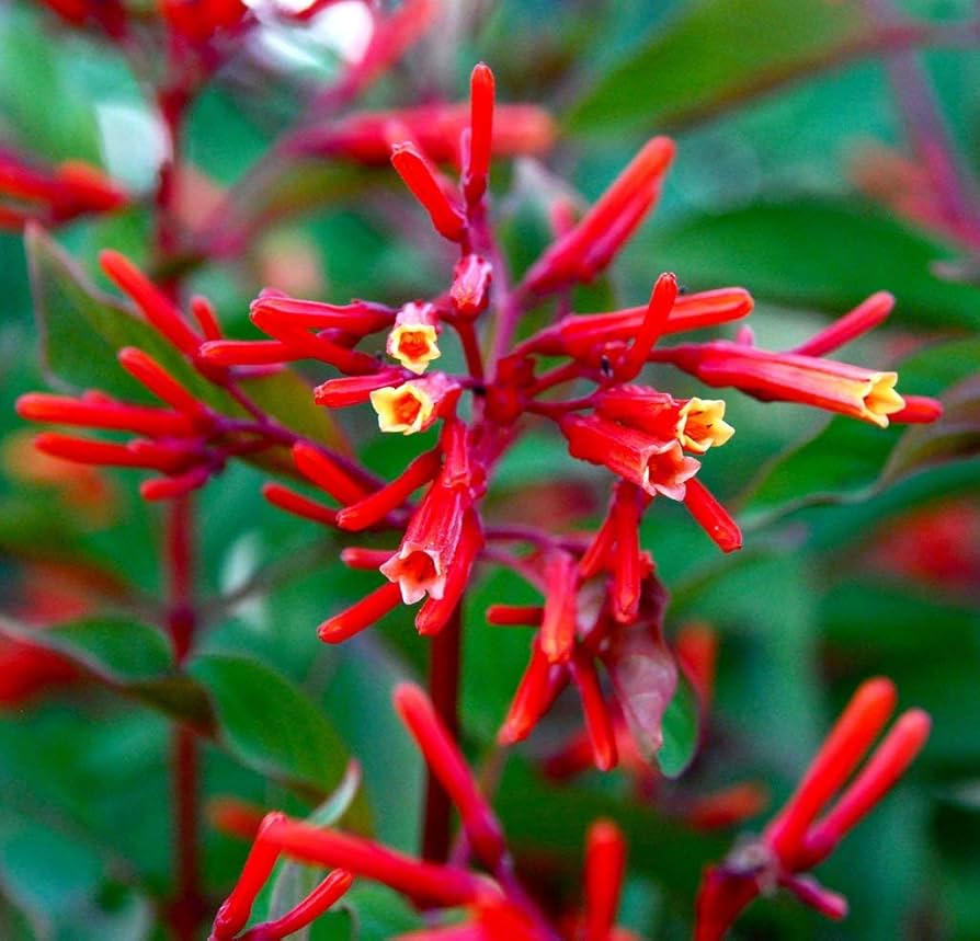 Bees Plant Hub Hamelia Hummingbird All Time Flowering Live Plant