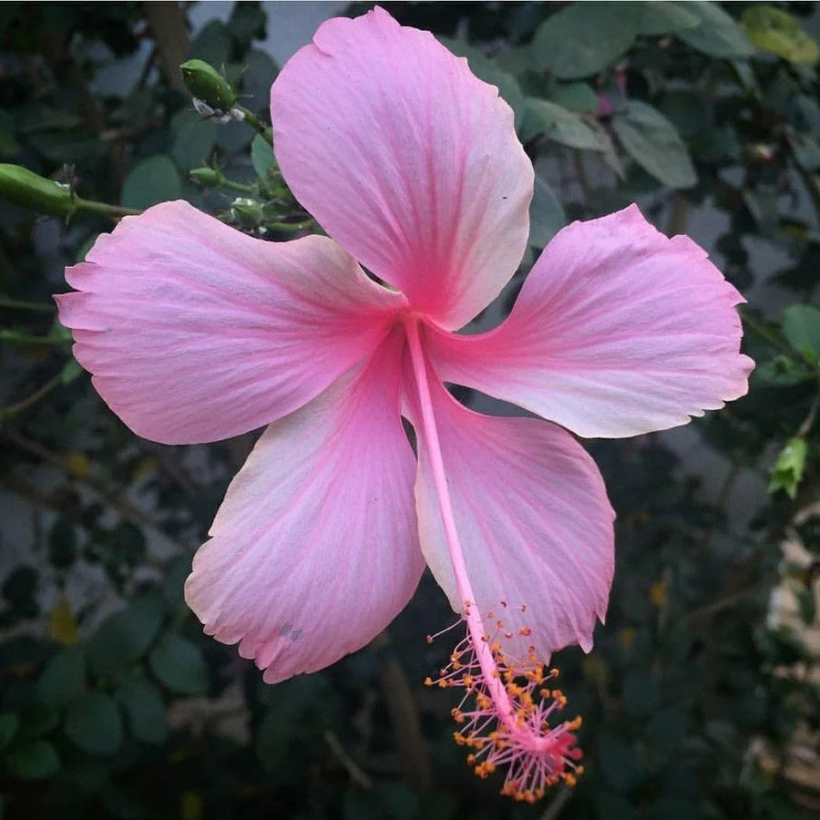 Bees Plant Hub Hibiscus Light Pink Desi Flowering Live Plant