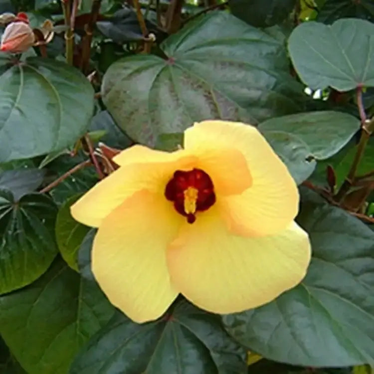 Bees Plant Hub Hibiscus Tiliaceus (Sea Hibiscus) Flowering Live Plant with Green Leaves