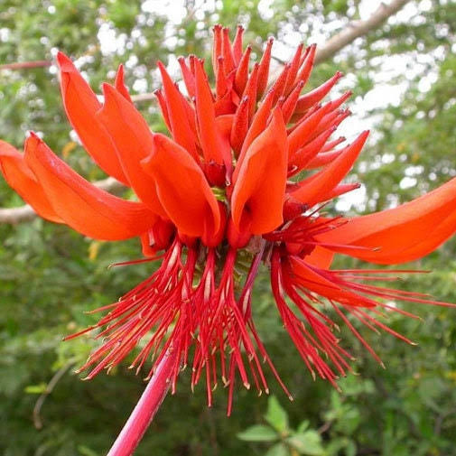 Bees Plant Hub Himalayan Coral Tree (Erythrina arborescens) Flowering Live Plant