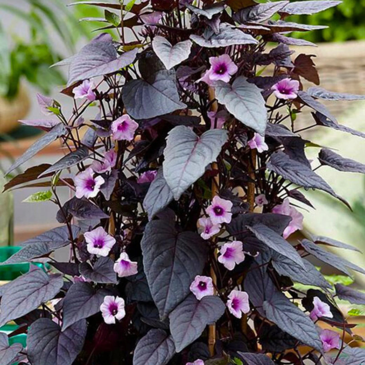 Bees Plant Hub Ipomoea Black Heart Vine Flowering Live Plant