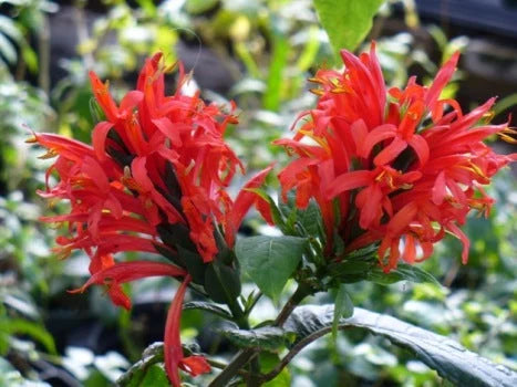 Bees Plant Hub Jacobina Red All Time Flowering Live Plant