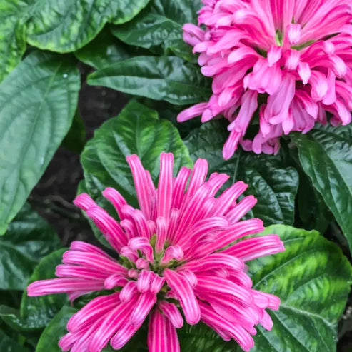 Bees Plant Hub Jacobina All Time Flowering Live Plants (Pack of 3) Red, Pink and Yellow