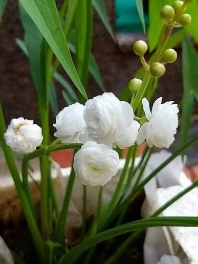 Bees Plant Hub Japonica Sagttaria Aquarium Live Plant
